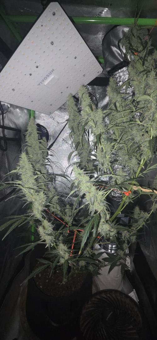 First Time Auto. Week 8