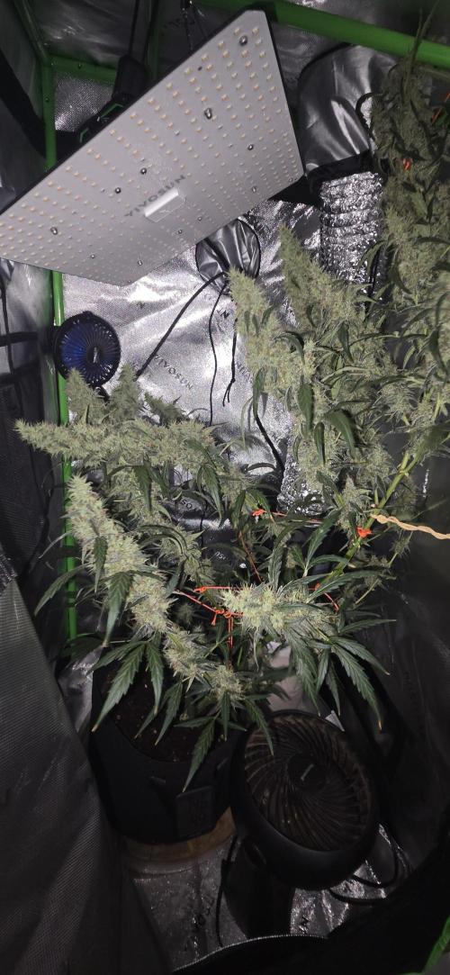 First Time Auto. Week 10