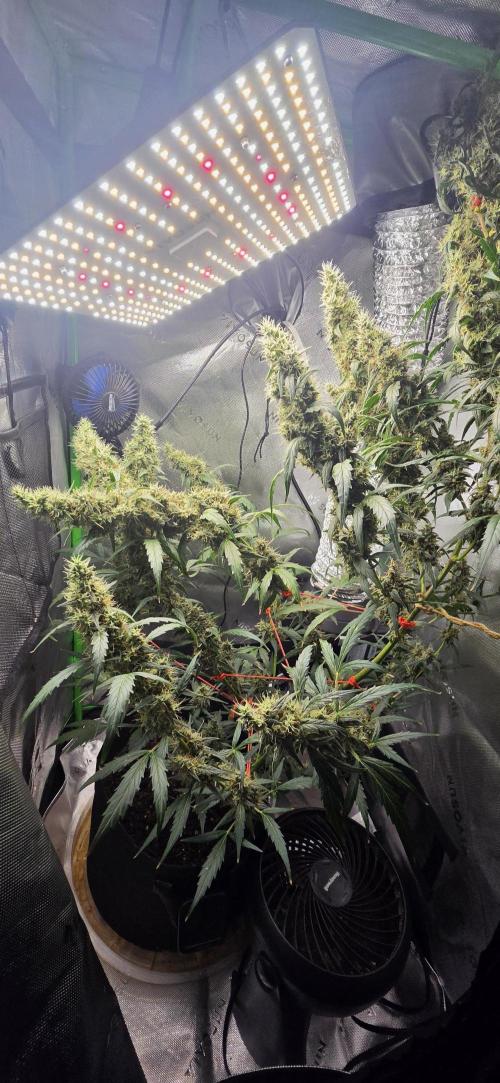 First Time Auto. Week 10