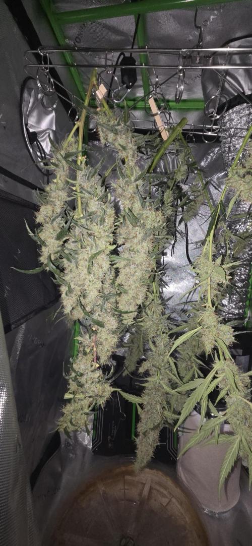 First Time Auto. Week 11