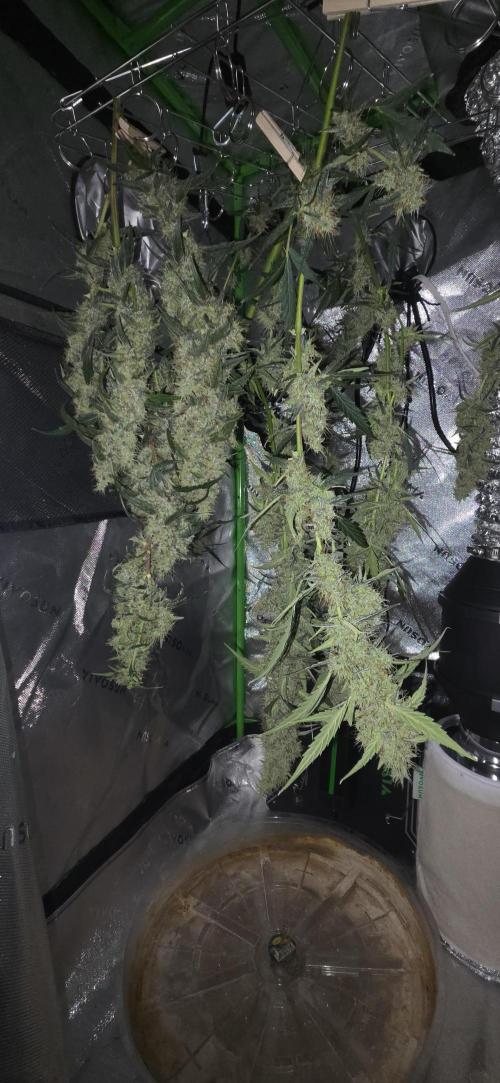 First Time Auto. Week 11