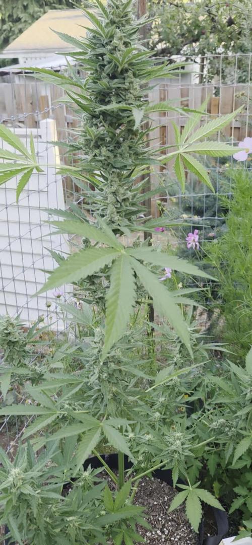 Outdoor auto gelato