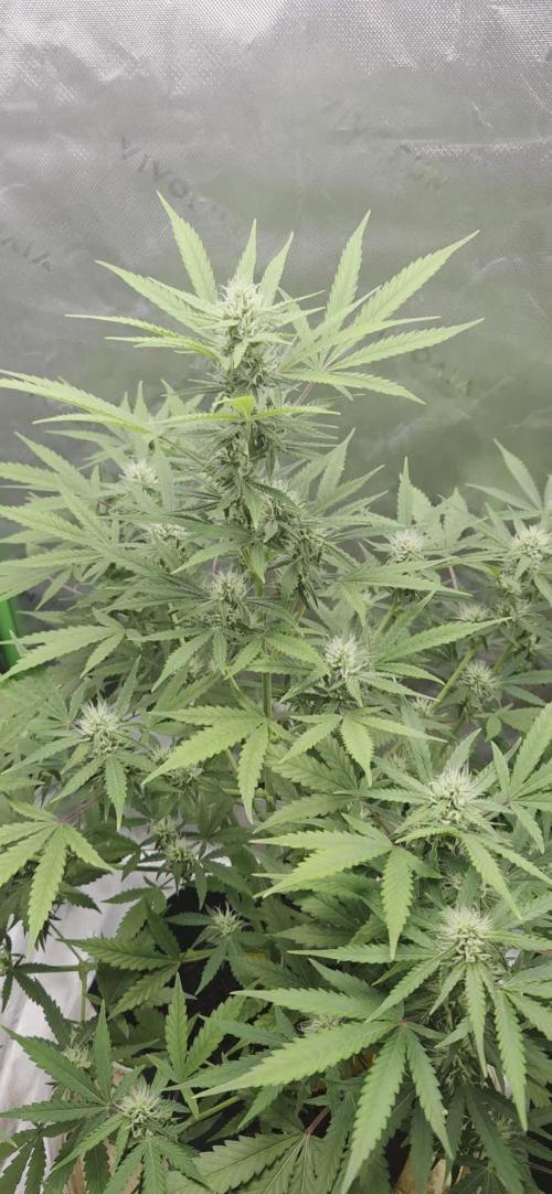 Gorillaxcookies indoor