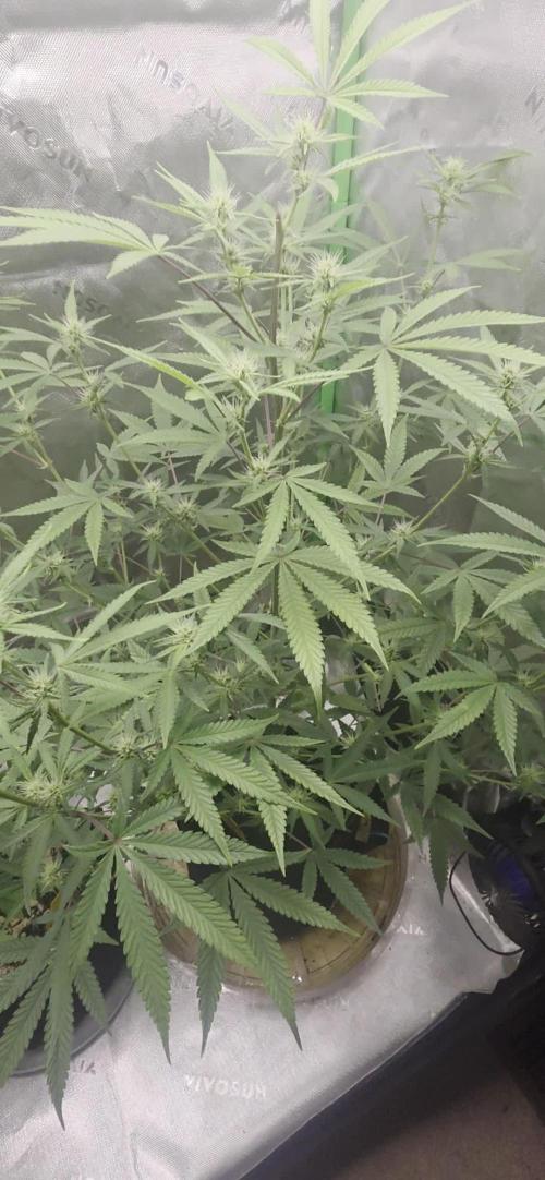 Gelato auto indoor