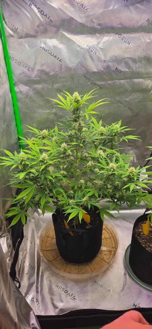 Gorilla Cookies Auto. Week 4