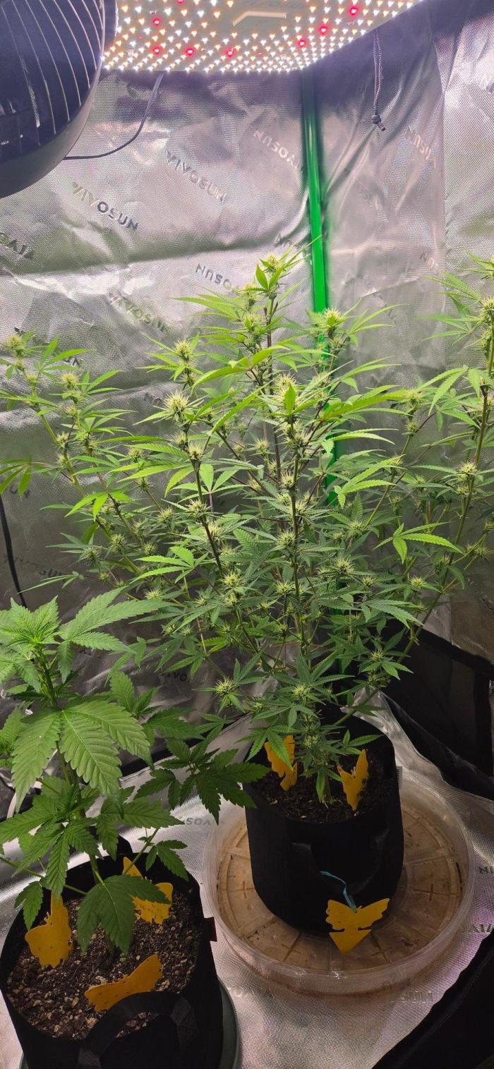 Gelato auto indoor. Week 4