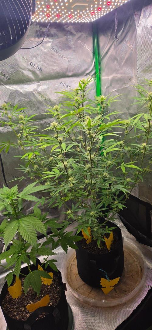 Gelato Auto. Week 4