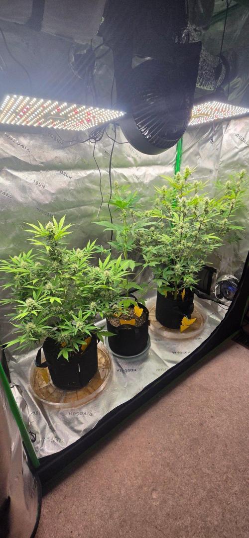 Gorillaxcookies indoor. Week 5