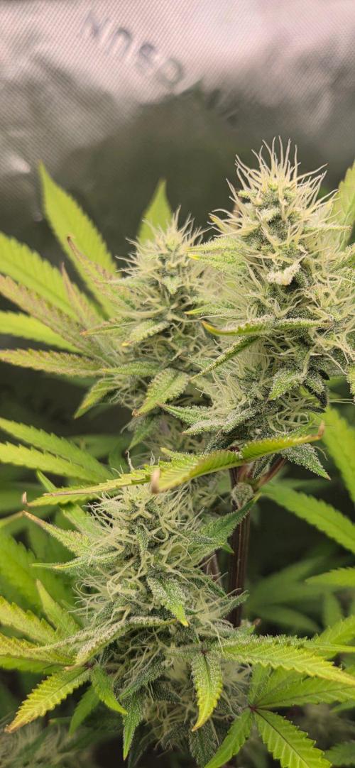 Gelato auto indoor. Week 6
