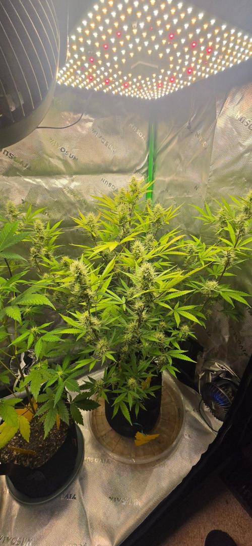 Gelato auto indoor. Week 6