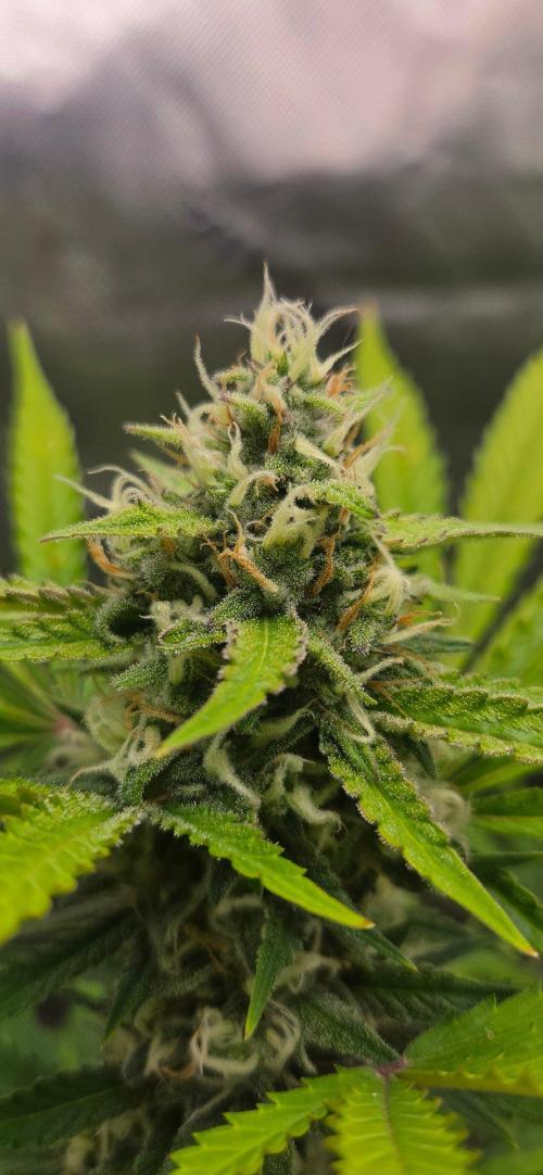 Gorillaxcookies indoor. Week 6