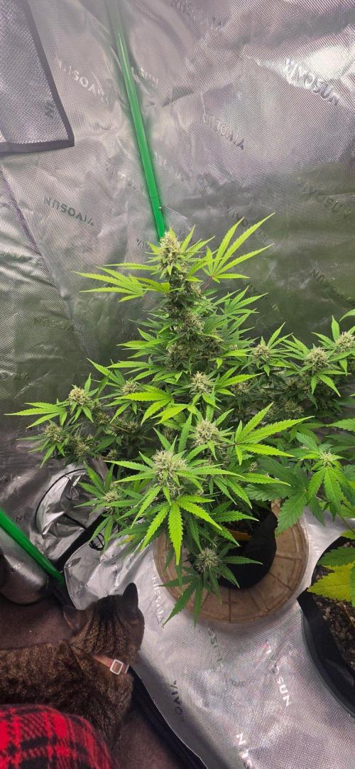 Gorilla Cookies Auto. Week 6