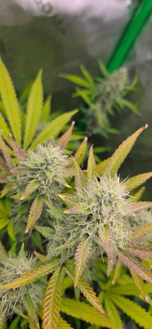 Gelato auto indoor. Week 7 - Frost factor!