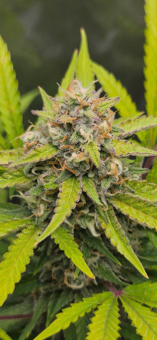 Gorillaxcookies indoor. Week 7