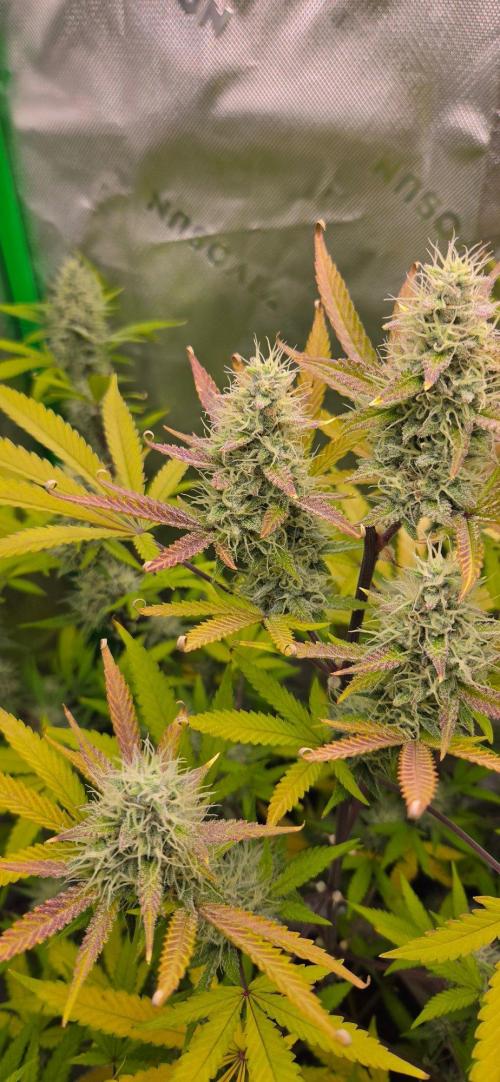 Gelato auto indoor. Week 7