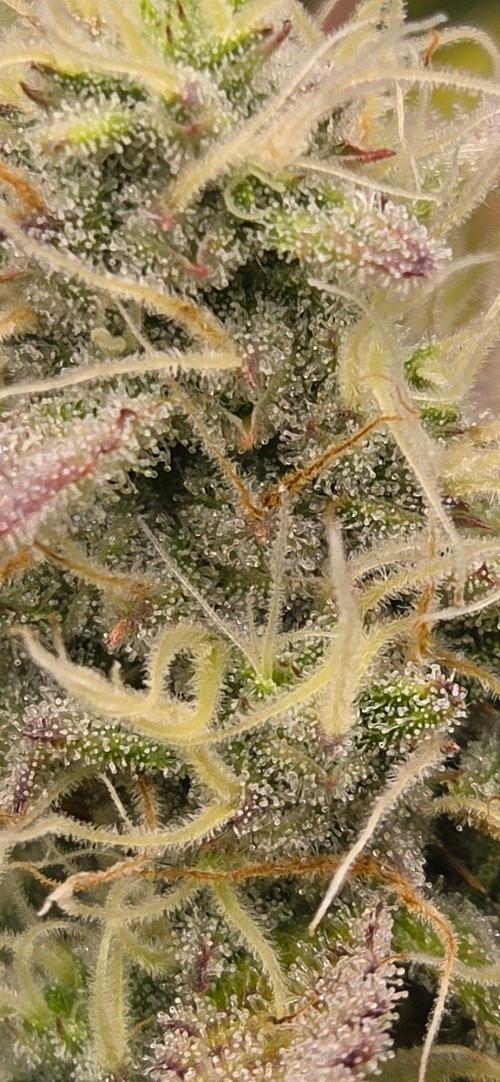 Gelato auto indoor. Week 7