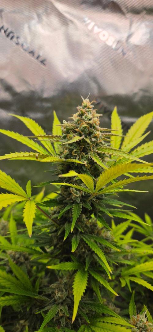 Gorillaxcookies indoor. Week 7