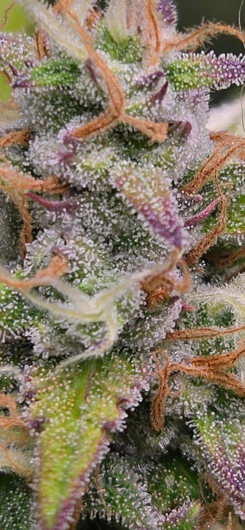 Gorillaxcookies indoor. Week 7