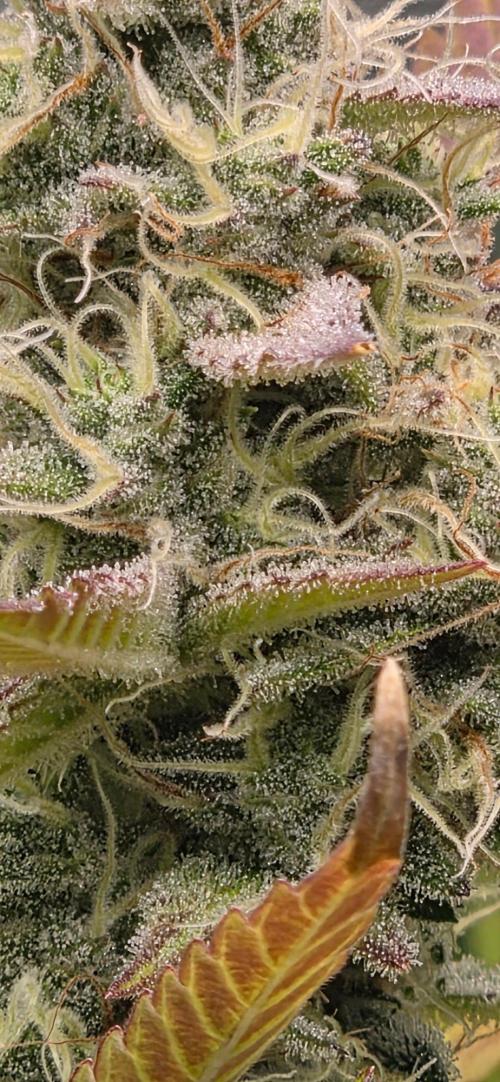 Gelato auto indoor. Week 8