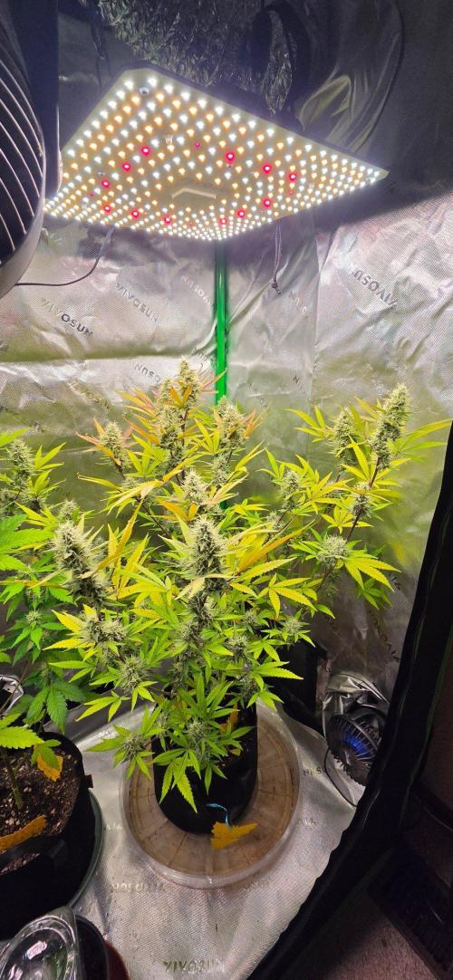 Gelato auto indoor. Week 8