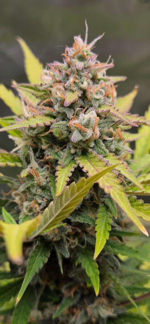 Gorillaxcookies indoor. Week 8