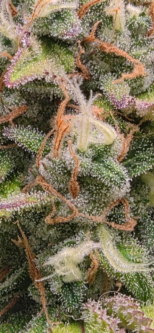 Gorillaxcookies indoor. Week 8