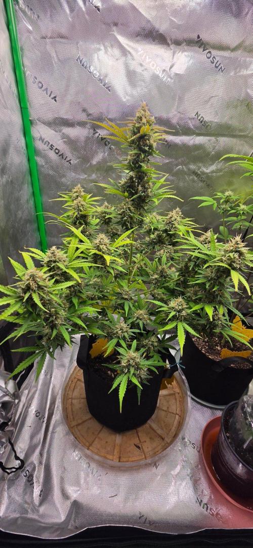 Gorillaxcookies indoor. Week 8