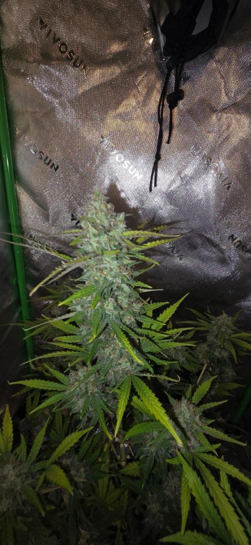 Gorillaxcookies indoor. Week 9
