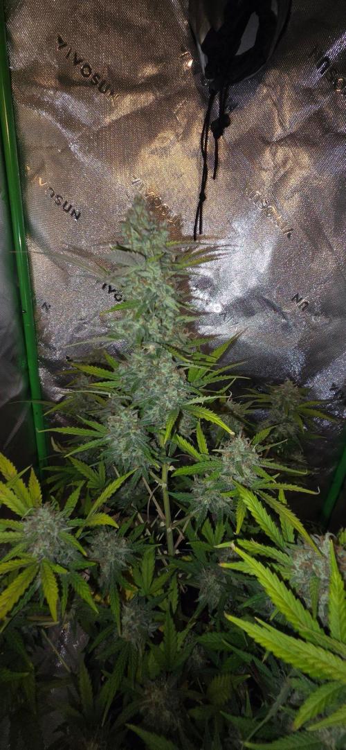 Gorillaxcookies indoor. Week 9