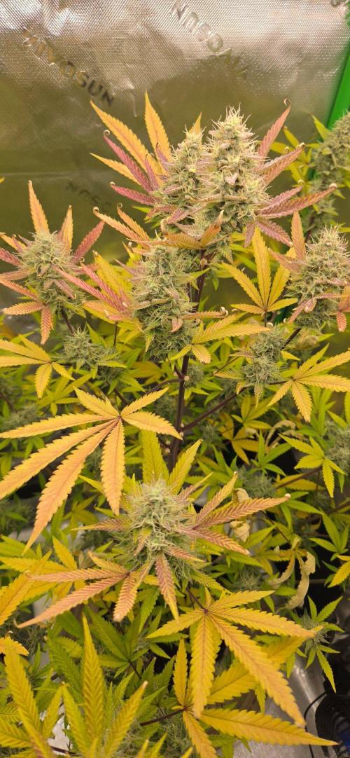 Gelato auto indoor. Week 9