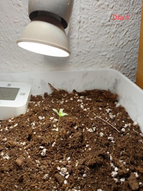 65w Led lamp grow. Week 0
