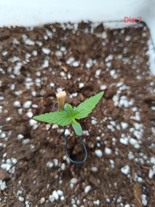 Hyperion F1. Week 0