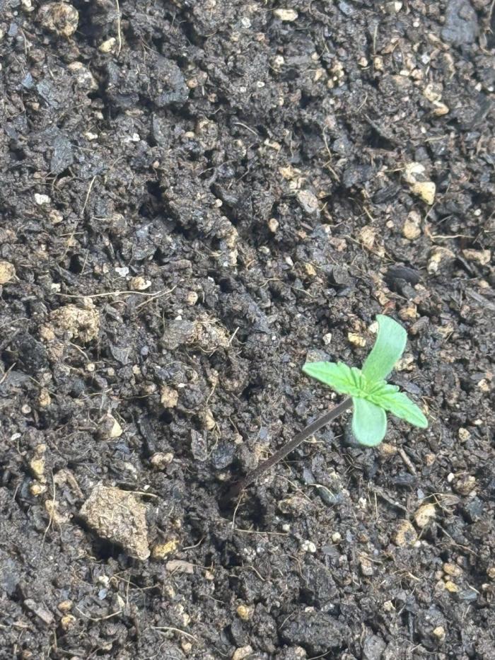 Orange Sherbet Auto!. Week 1