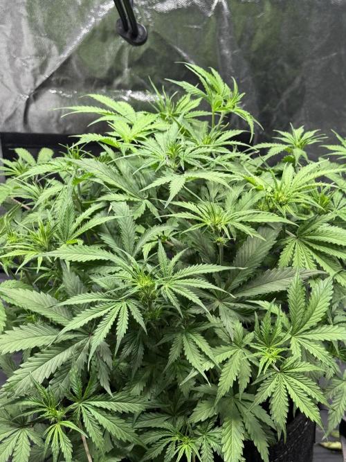 Orange Sherbet Auto. Week 5