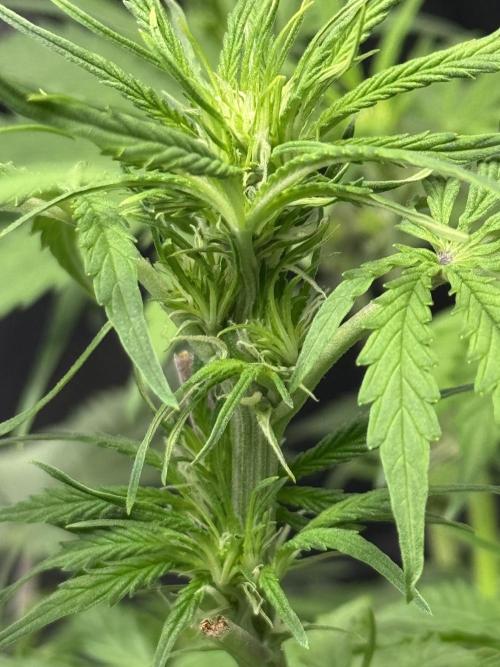 Orange Sherbet Auto!. Week 6