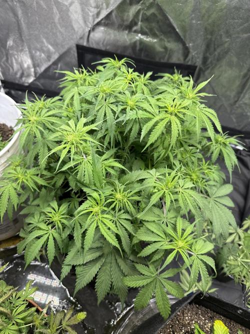 Orange Sherbet Auto!. Week 6