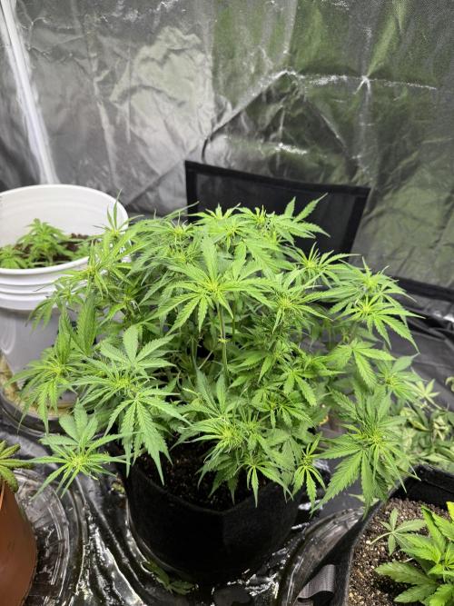 Orange Sherbet Auto!. Week 6