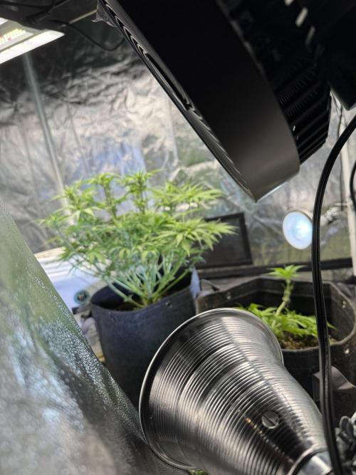 Orange Sherbet Auto!. Week 6