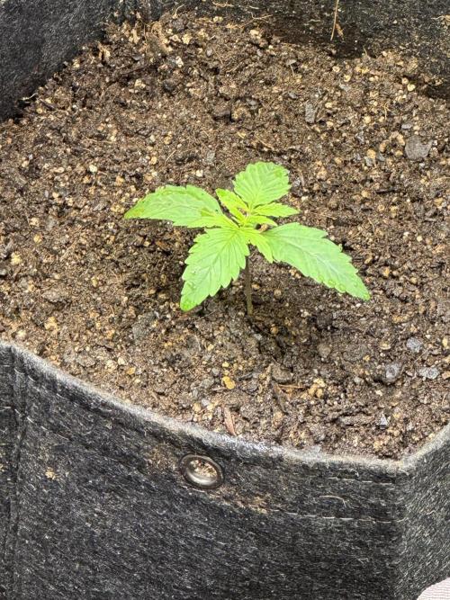 Orange Sherbet Auto!. Week 2