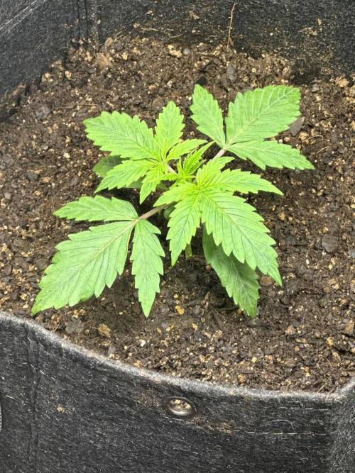 Orange Sherbet Auto!. Week 2