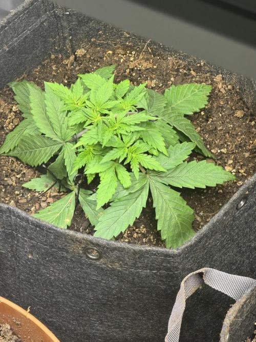 Orange Sherbet Auto!. Week 3
