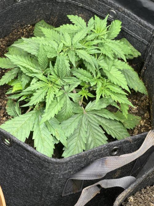 Orange Sherbet Auto!. Week 3