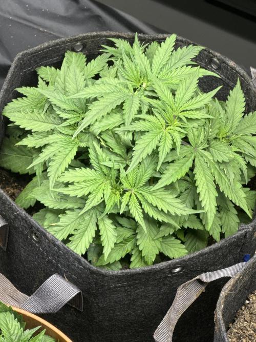 Orange Sherbet Auto!. Week 3