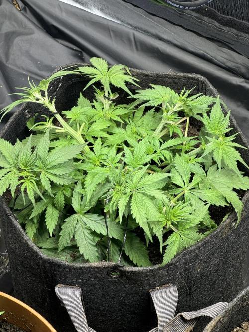 Orange Sherbet Auto!. Week 3
