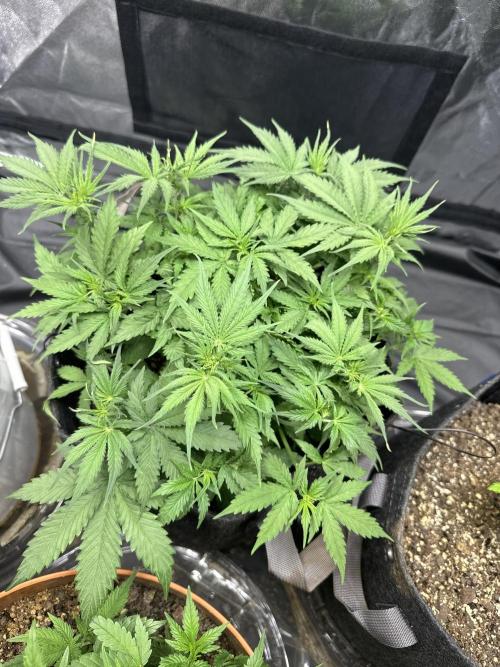 Orange Sherbet Auto!. Week 5