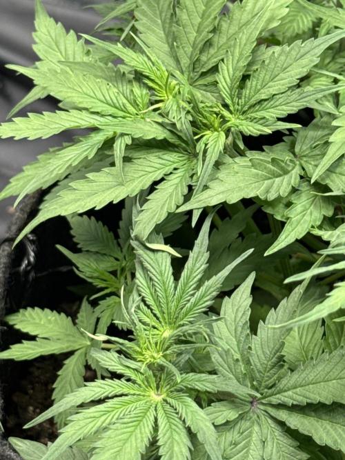 Orange Sherbet Auto!. Week 5