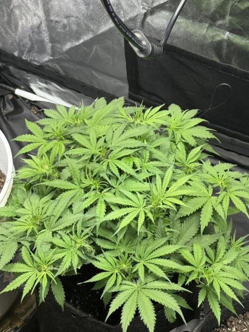 Orange Sherbet Auto!. Week 5