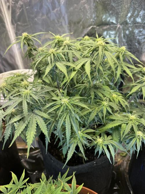 Orange Sherbet Auto. Week 7