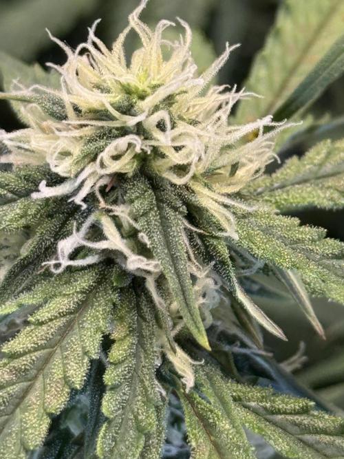 Orange Sherbet Auto!. Week 8