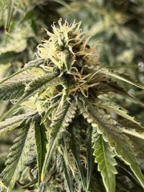 Orange Sherbet Auto!. Week 8